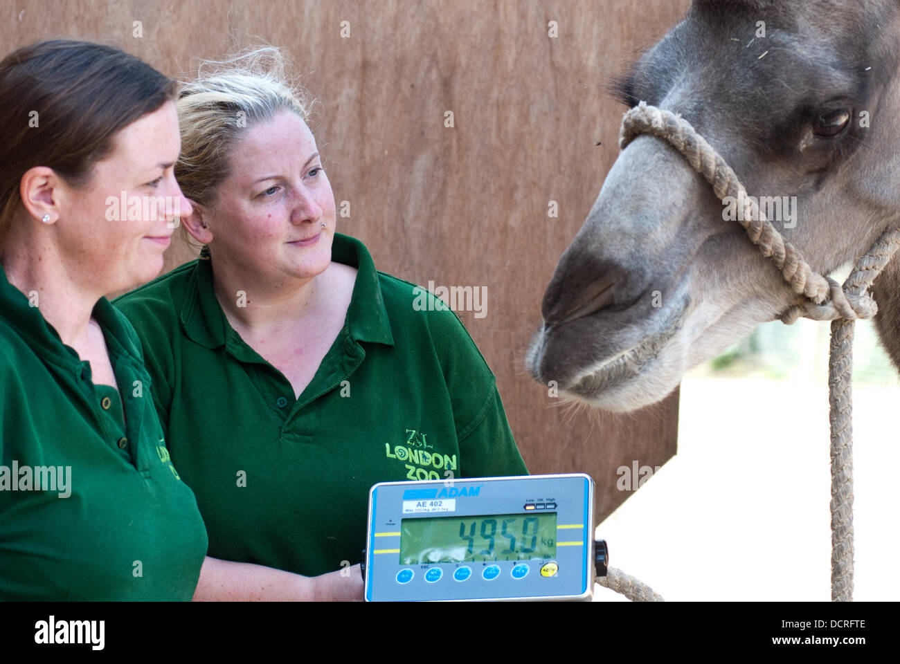 Camel keeper -Fotos und -Bildmaterial in hoher Auflösung – Alamy