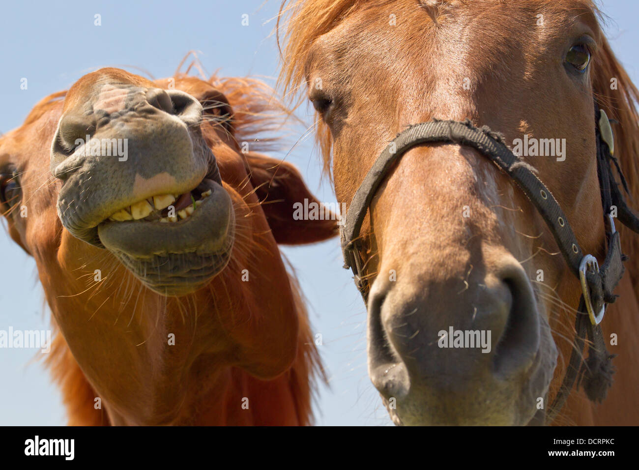 Komische Bild von zwei Pferden in Nahaufnahme zeigt Zähne Stockfoto