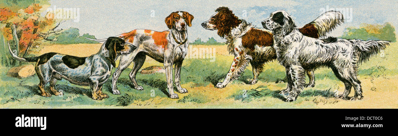 Hund Rassen: Basset Hound, foxhound, Spaniel und Setter. Farblithographie Stockfoto