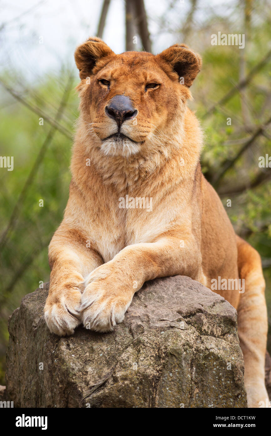 Löwin Porträt auf einem Felsen Stockfoto