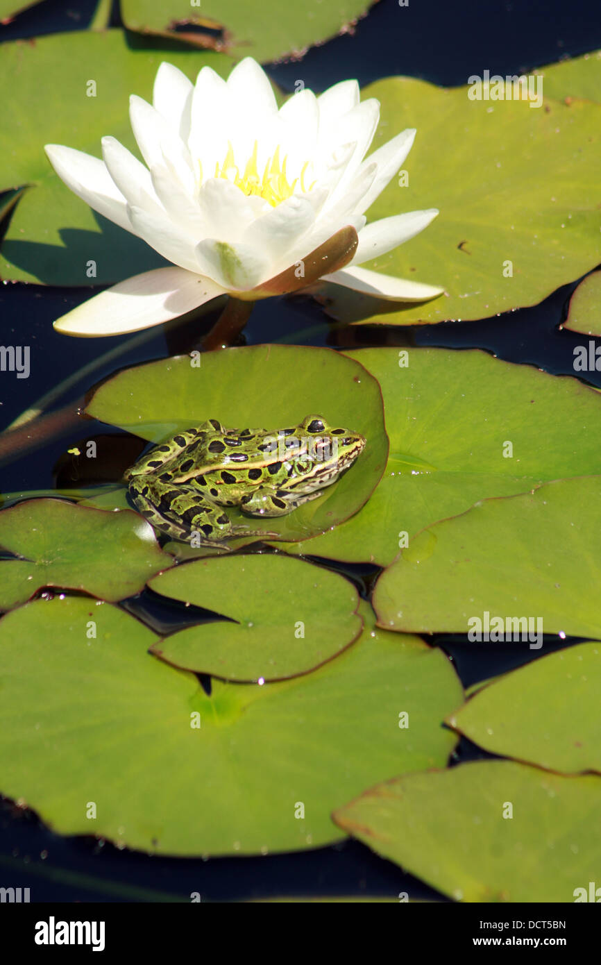 Einen grünen Frosch mit schwarzen Flecken auf ein Seerosenblatt neben