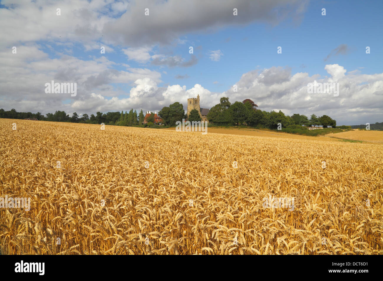 Erntezeit Horsmonden Kent England UK Stockfoto