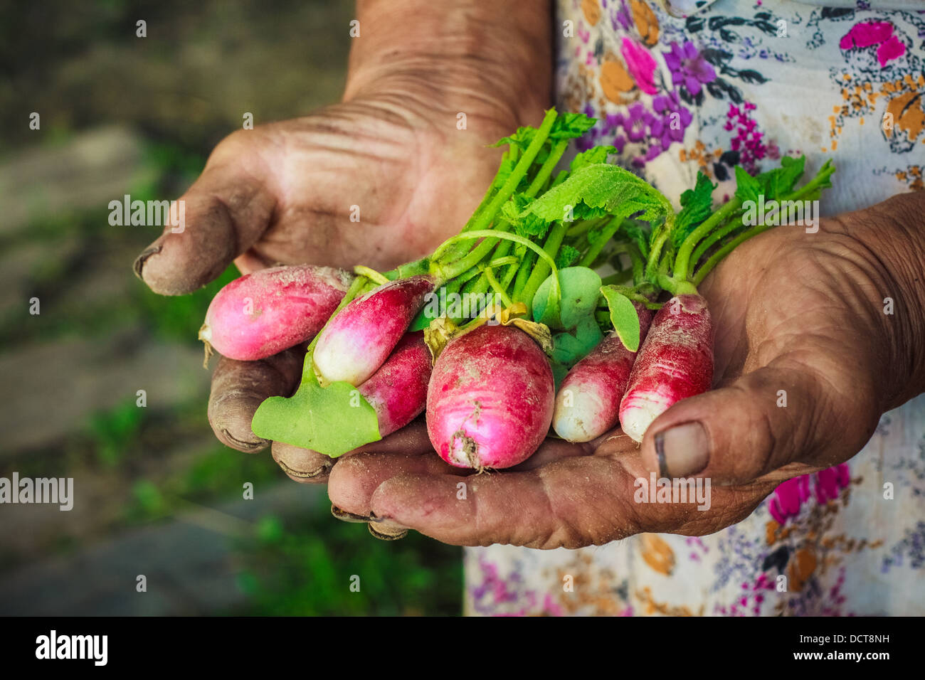 Schmutzige Hände halten frisch gepflückt Radieschen aus einem Bio-Garten. Stockfoto