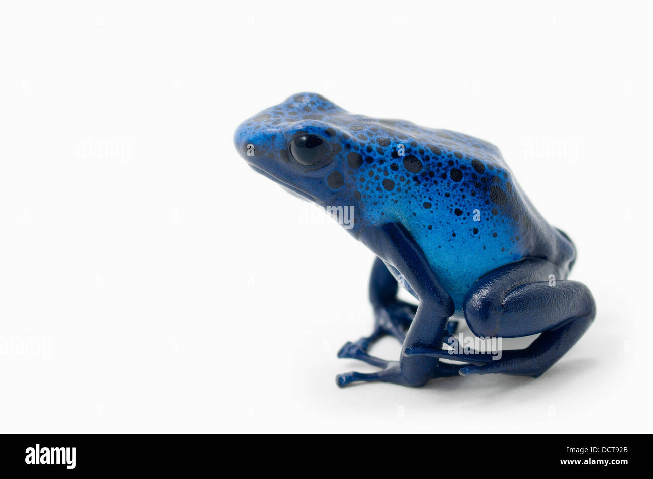 Blauer Pfeilgiftfrosch (Dendrobates Tinctorius) Stockfoto