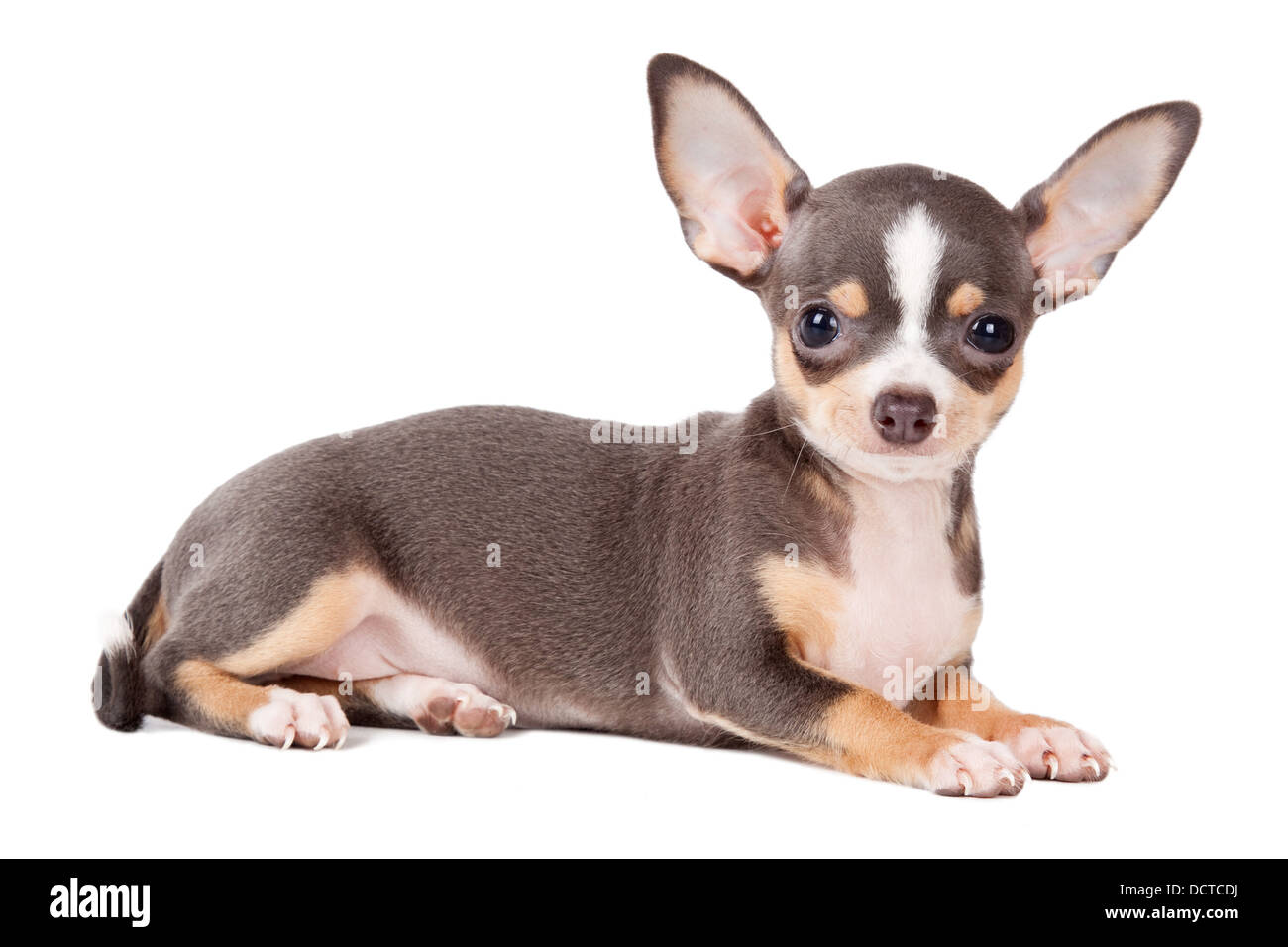 Junge Chihuahua schaut in die Kamera in einem Schuss in den Kopf, vor einem weißen Hintergrund Stockfoto