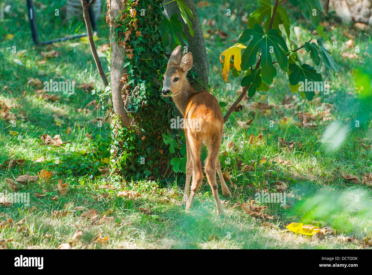 Rehe im Garten. Stockfoto