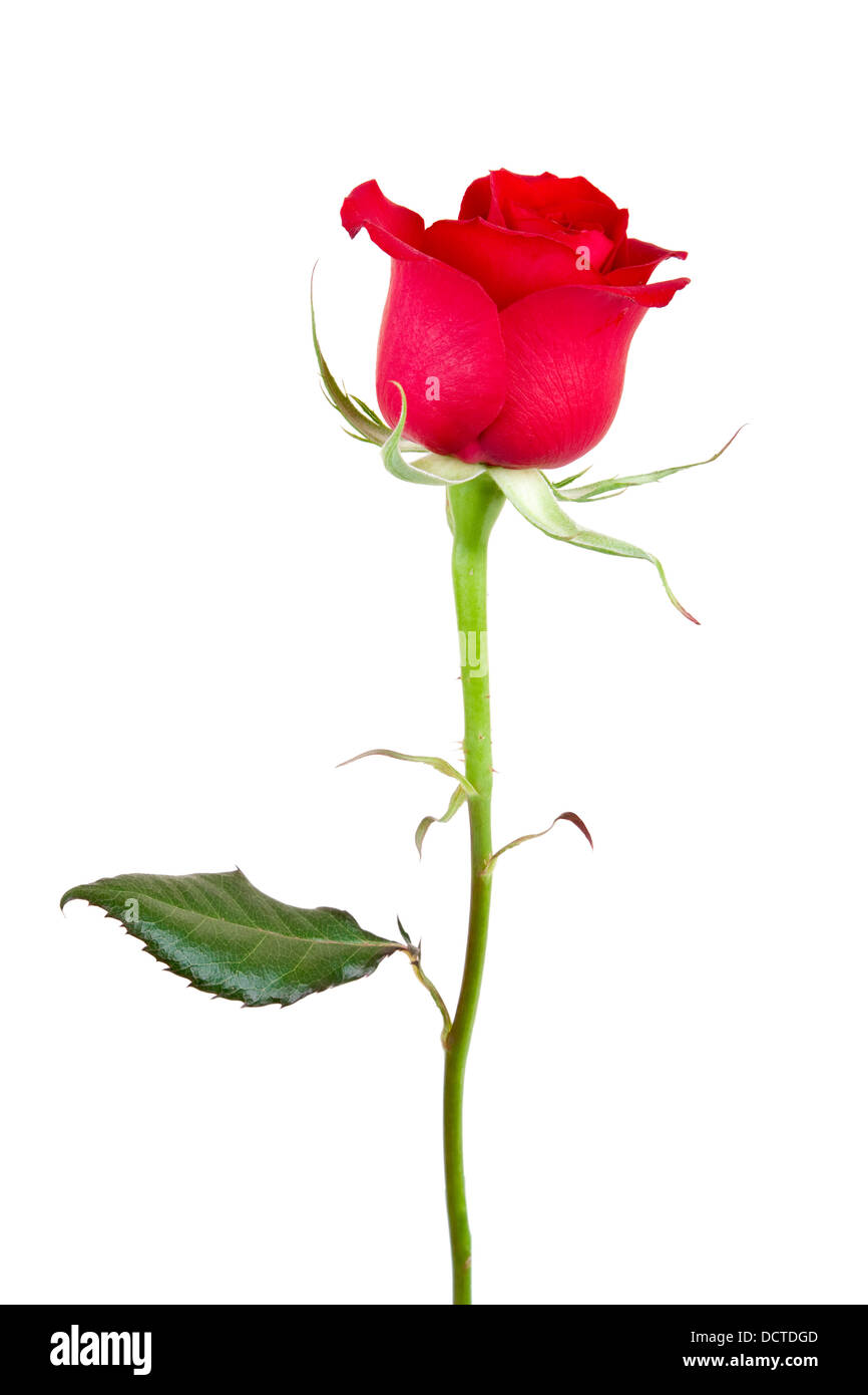 Eine rote Rose auf dem weißen Hintergrund isoliert. Stockfoto