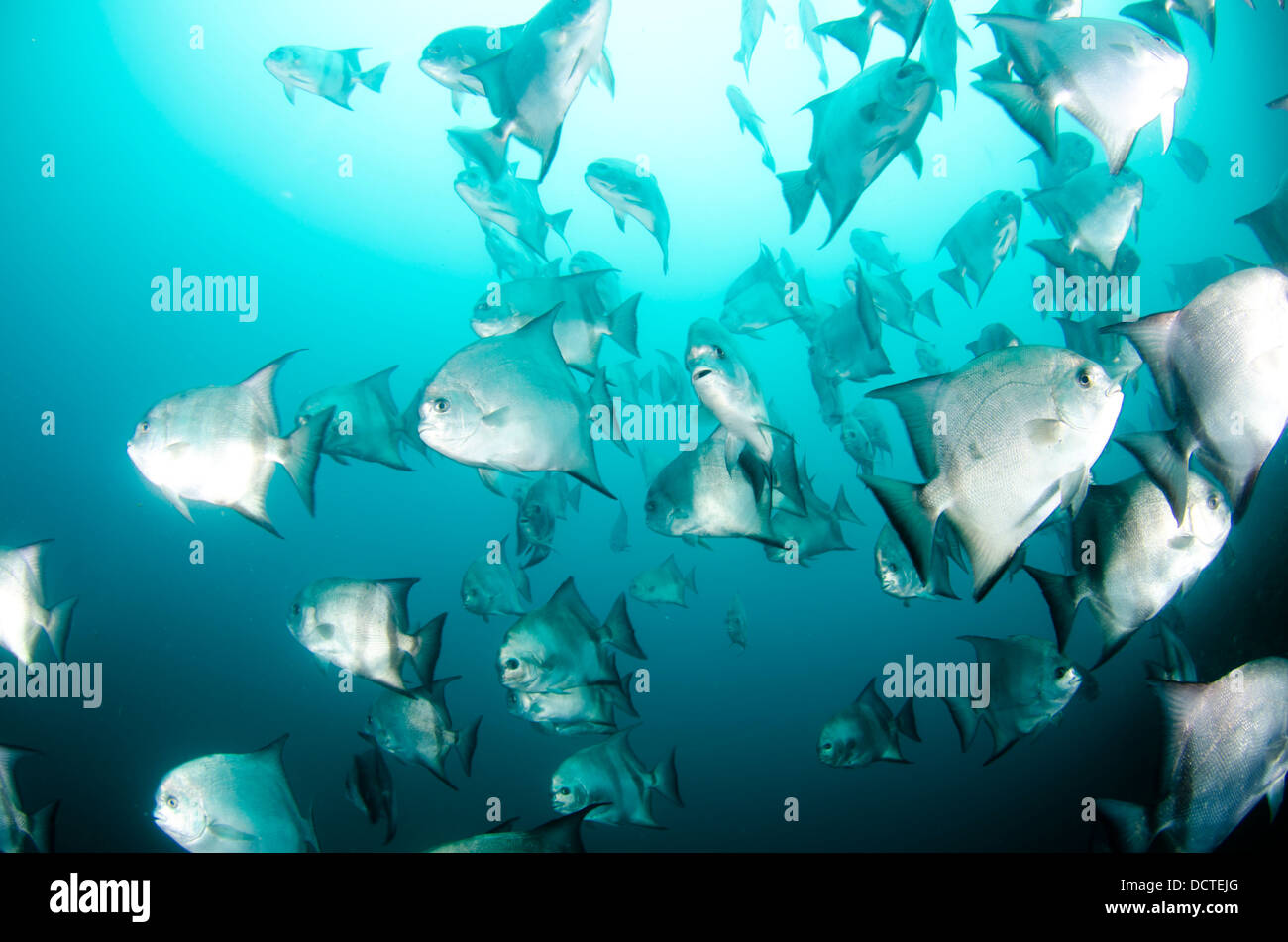 Im östlichen Atlantik Lebender Langer Fisch Atlantischer fisch -Fotos und -Bildmaterial in hoher Auflösung – Alamy