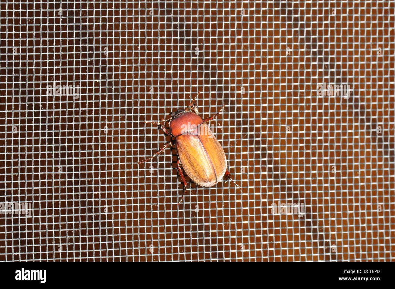 Maikäfer sitzt auf der Tür Saldierung Stockfoto