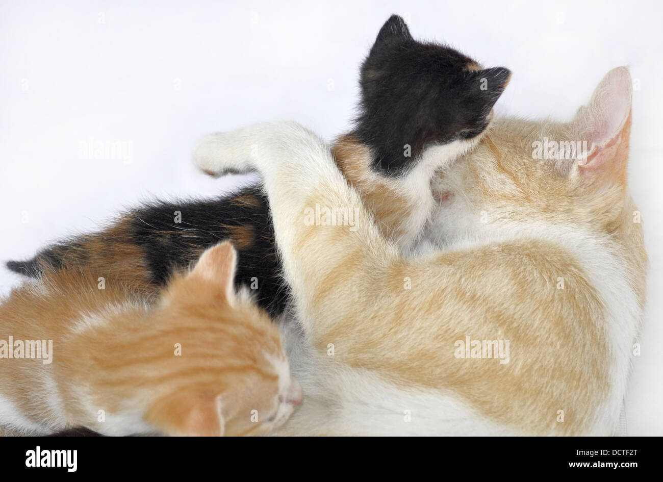 Katzenfamilie - Fütterung Stockfoto
