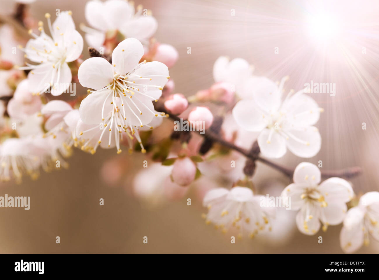 Japanische Kirsche Baum Stockfoto