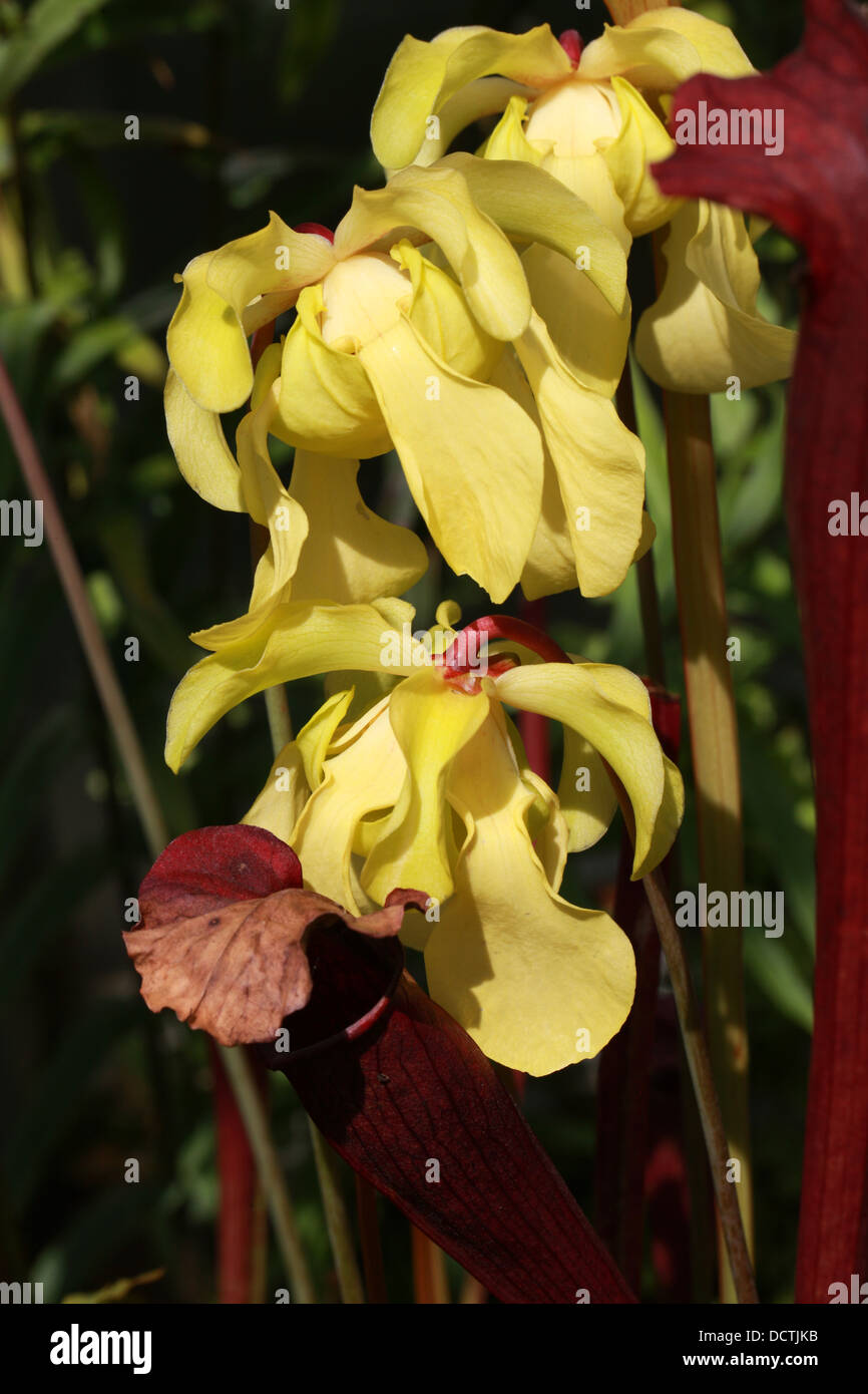 Blasse Schlauchpflanze, Sarracenia Alata "Roten Deckel", Sarraceniaceae. Sorte. Stockfoto