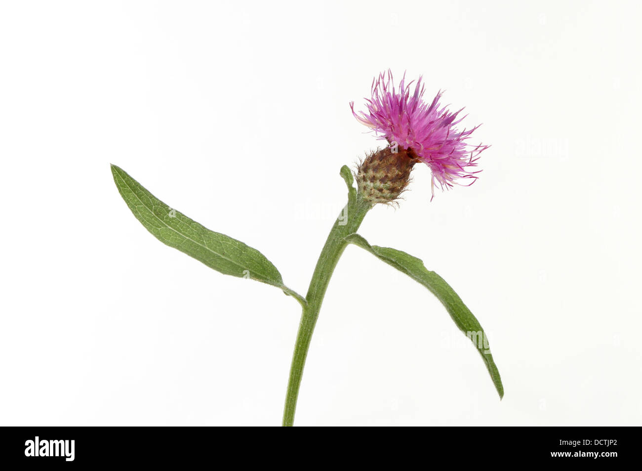Gemeinsamen Flockenblume, Centaurea Nigra, Blumen und Blätter isoliert gegen weiß Stockfoto