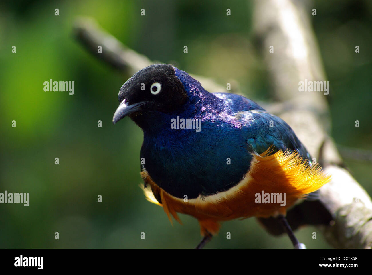 Gemeinsamen Grackle im Zoo von Chester Stockfoto