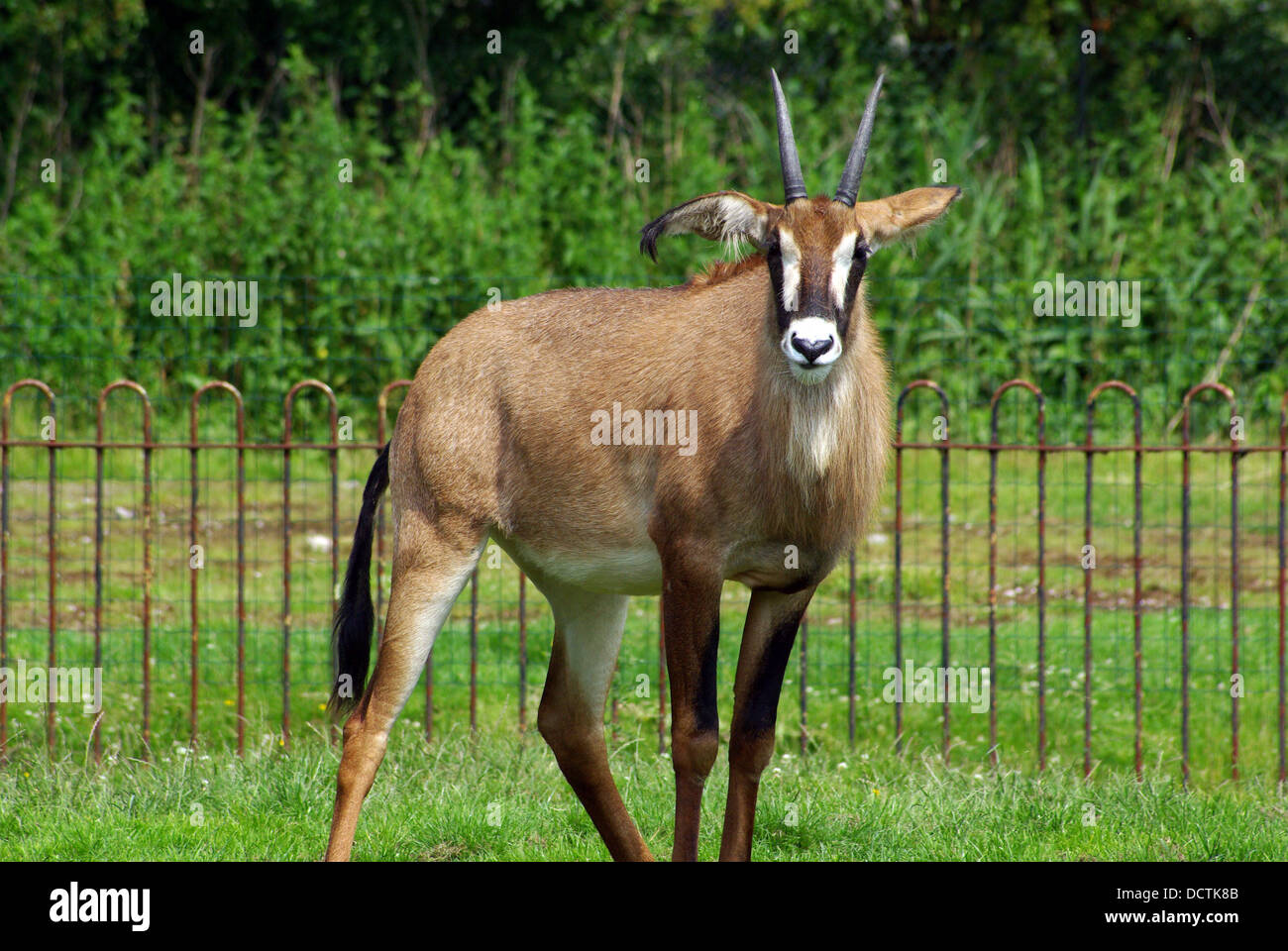 Roan Antilope Hippotragus Spitzfußhaltung im Zoo von Chester Stockfoto