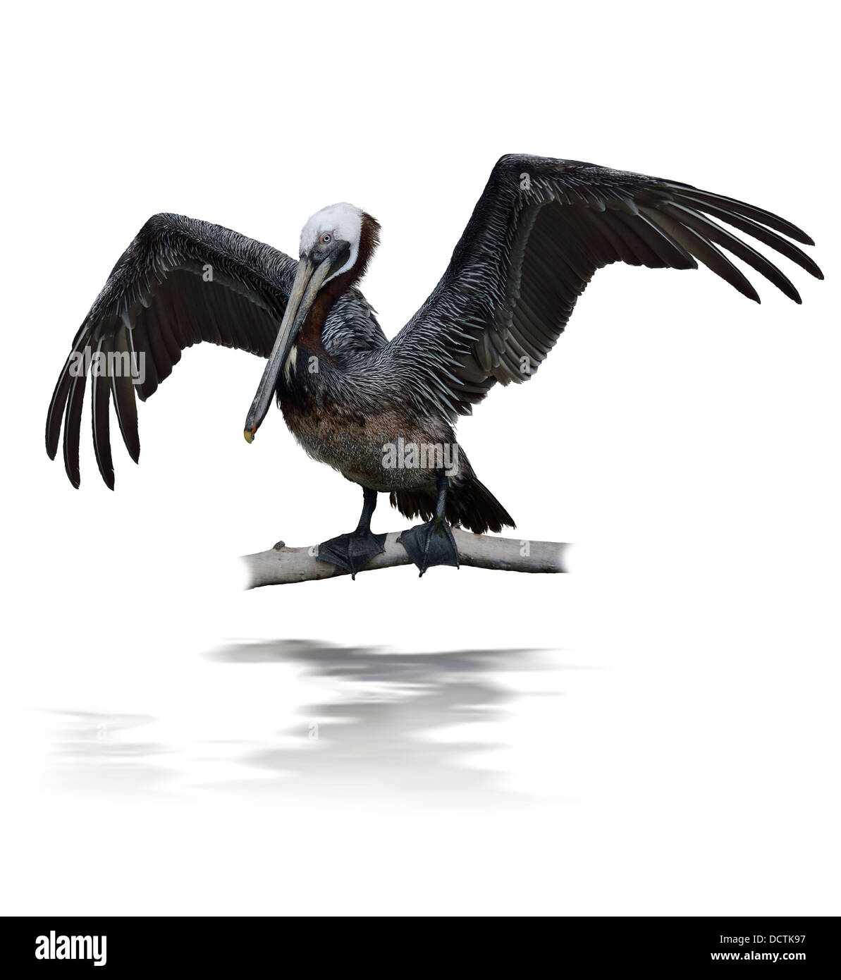 Pelikan Stockfoto