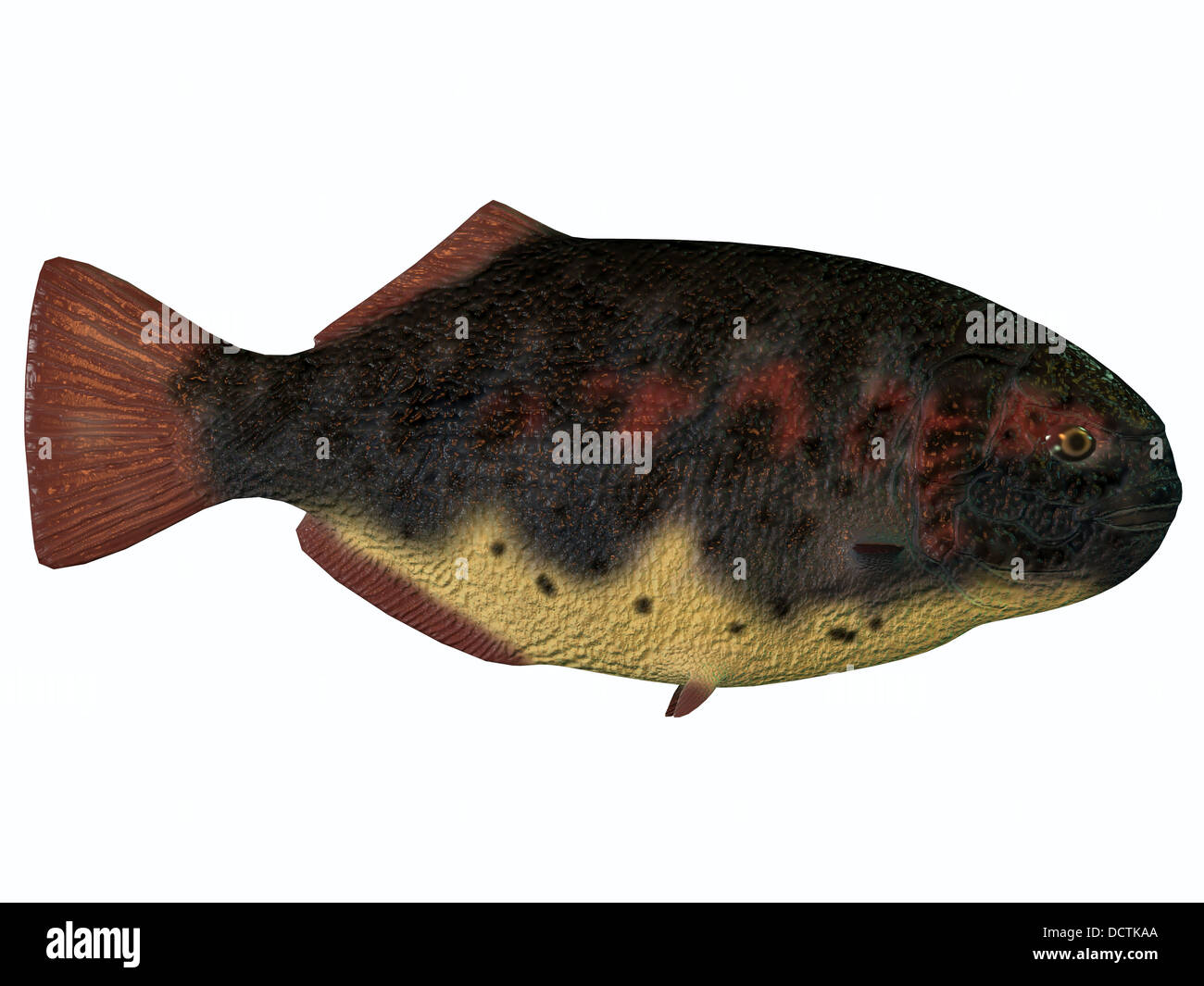 Dapedius oder Moonfish ist eine ausgestorbenen Arten der primitive Knochenfische aus der Trias und Jura. Stockfoto