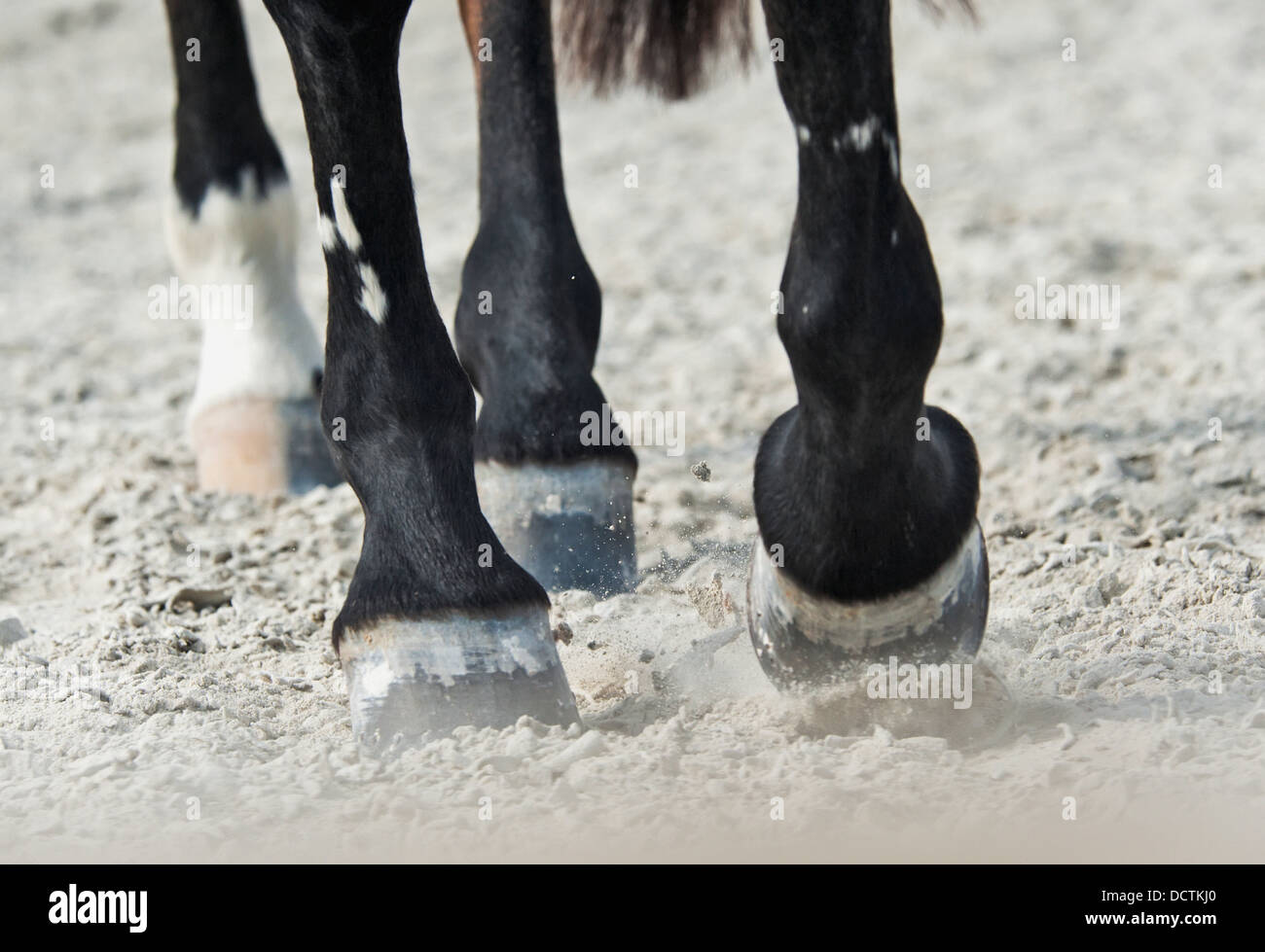 Pferdehufen laufen auf den Boden; Benalamadena Costa, Malaga, Costa Del Sol, Andalusien, Spanien Stockfoto