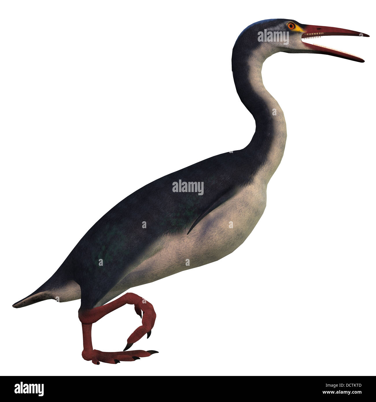 Hesperornis ist eine Gattung der flugunfähigen Wasservögeln, die in der Kreidezeit lebte. Stockfoto