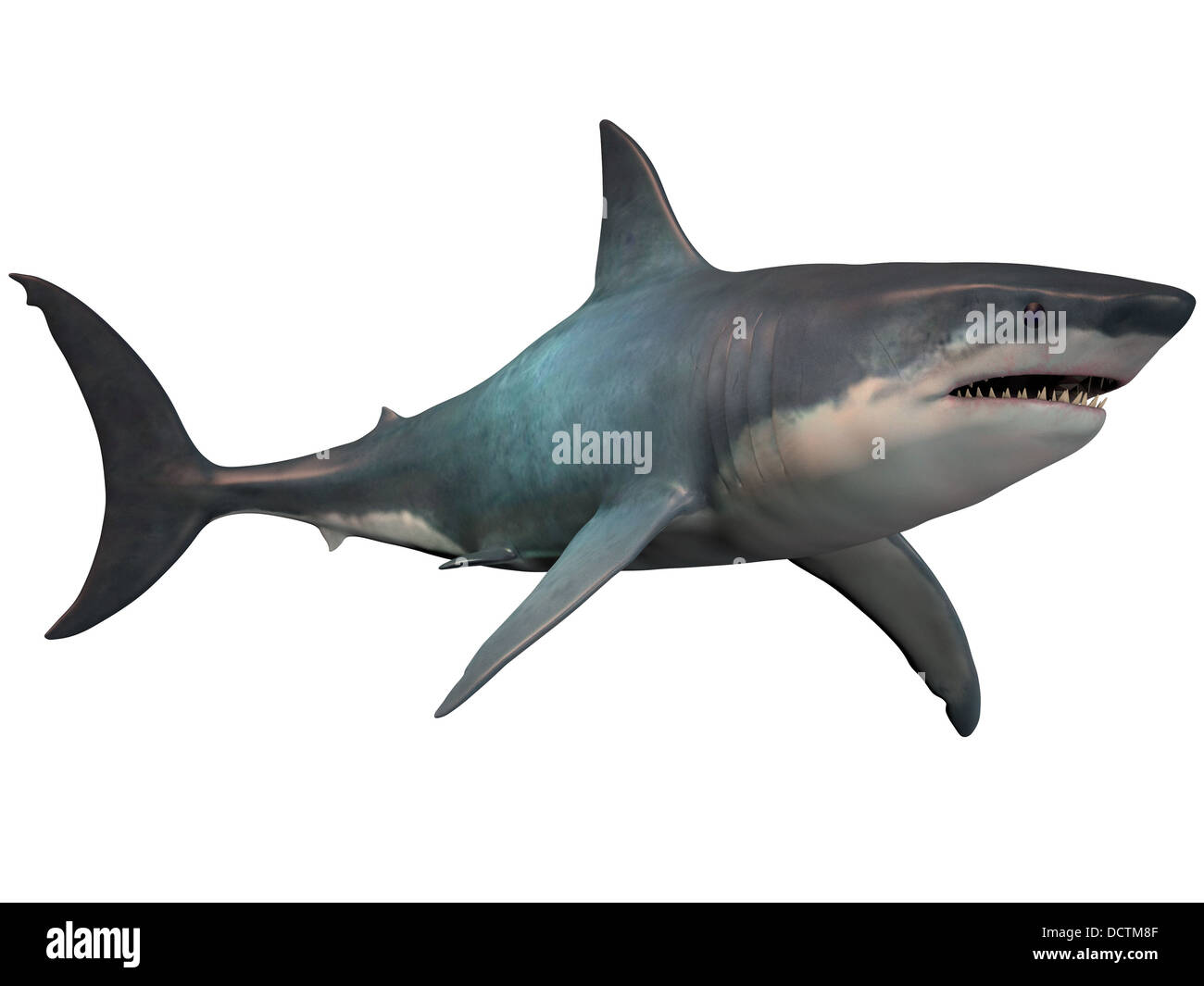 Das Megalodon ist eine ausgestorbene Megatoothed Hai, der in prähistorischer Zeit, aus dem Oligozän mit den pleistozänen Epochen existierten. Stockfoto