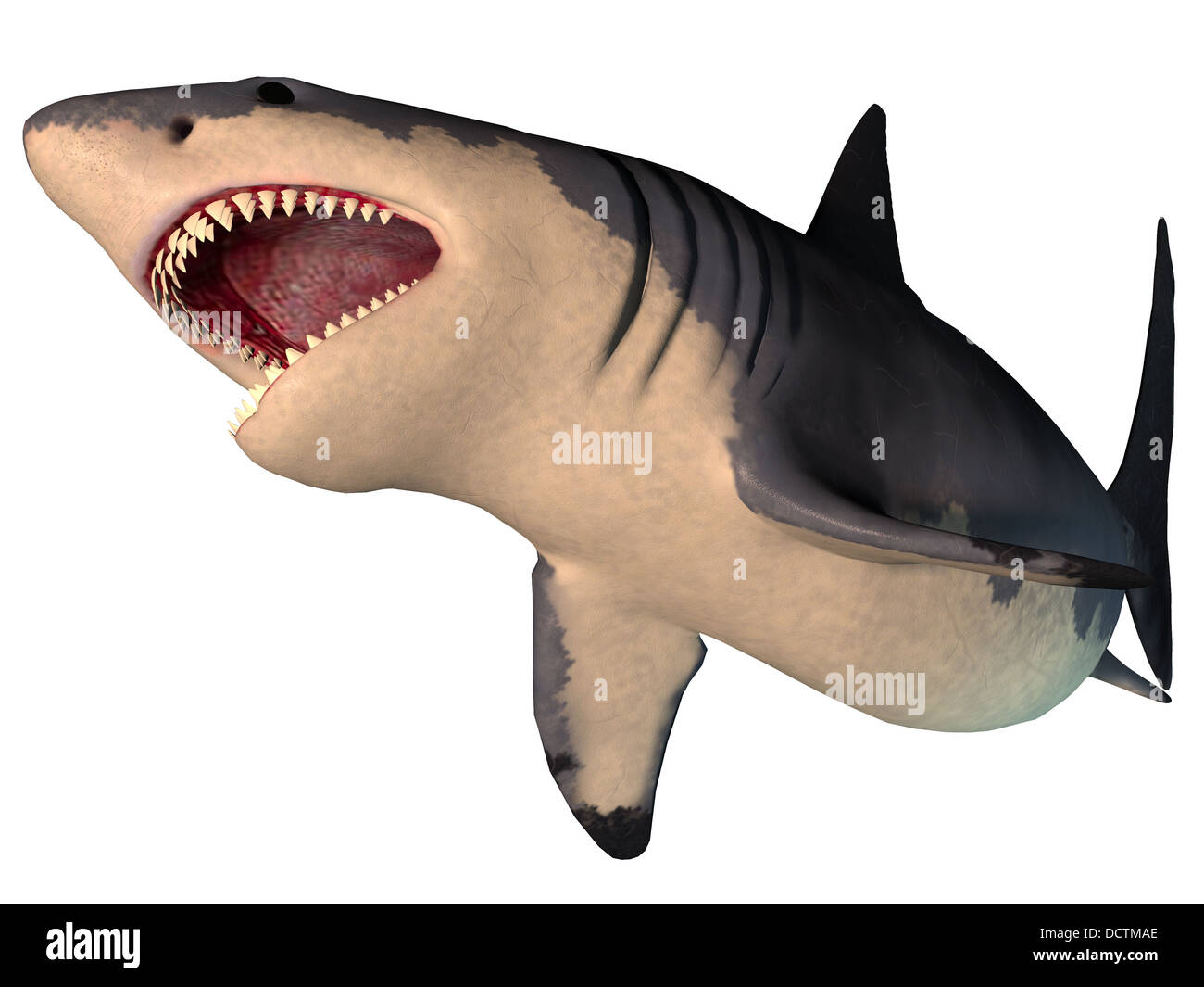 Das Megalodon ist eine ausgestorbene Megatoothed Hai, der in prähistorischer Zeit, aus dem Oligozän mit den pleistozänen Epochen existierten. Stockfoto