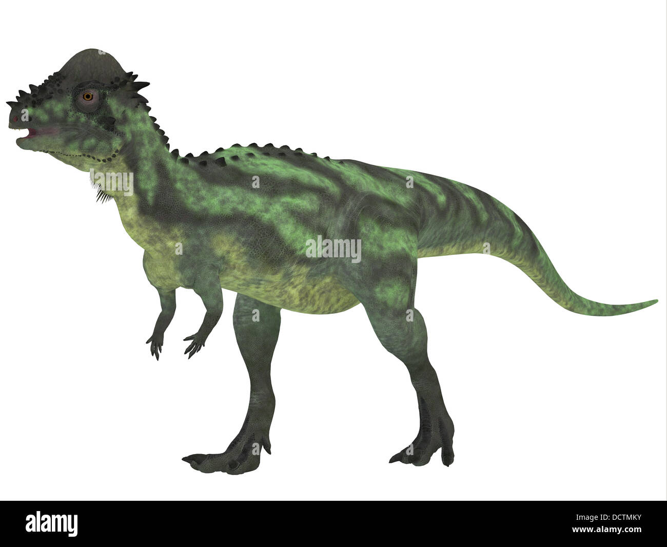 Pachycephalosaurus Dinosaurier war ein zweibeiniger Allesfresser mit einem extrem dicken Schädel-Dach und gab es in der Kreidezeit... Stockfoto