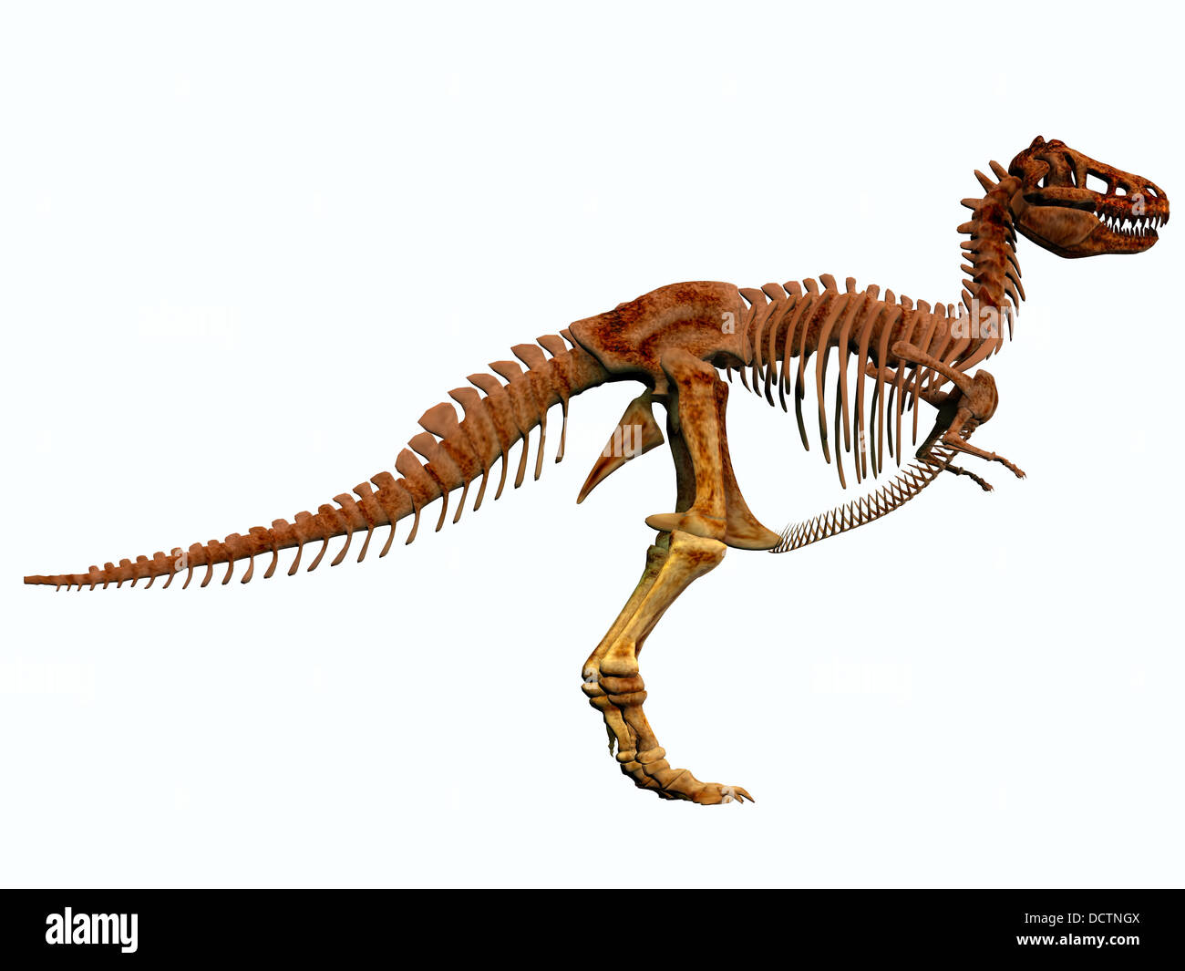 Tyrannosaurus Rex lebte in der Kreidezeit in Nordamerika und war eine einschüchternde Raubtier. Stockfoto