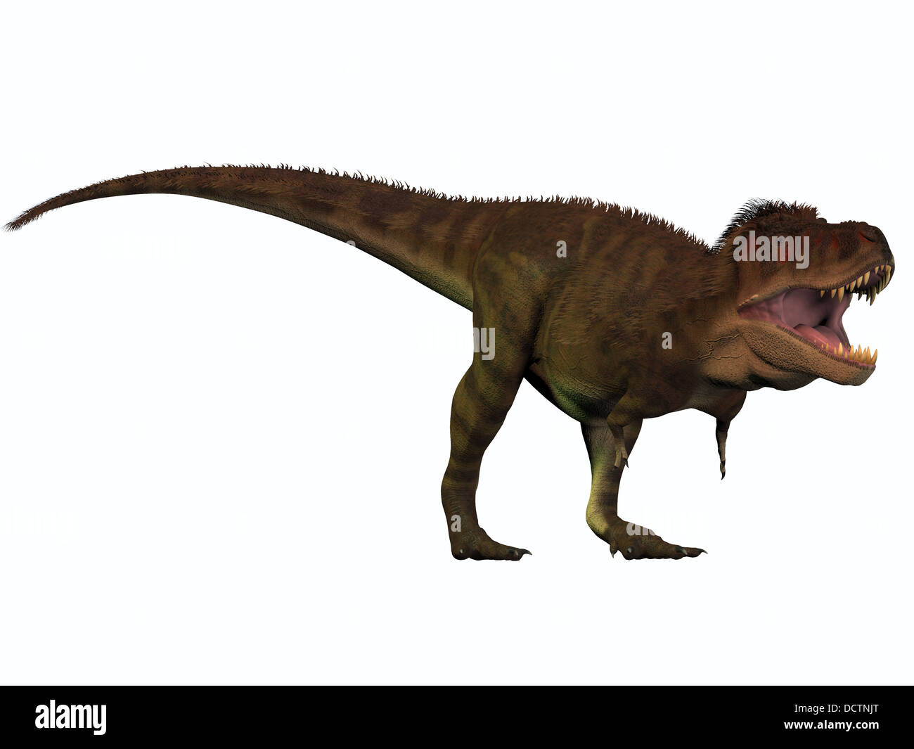 Tyrannosaurus Rex lebte in der Kreidezeit in Nordamerika und war eine einschüchternde Raubtier. Stockfoto