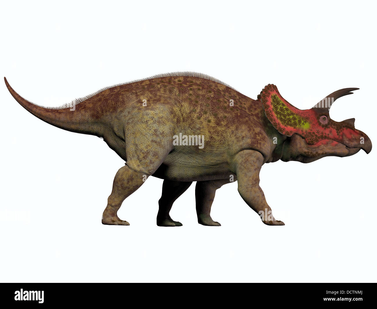 Triceratops ist eine Gattung der pflanzenfressenden Dinosaurier, die in der Kreidezeit in Nordamerika lebte. Stockfoto