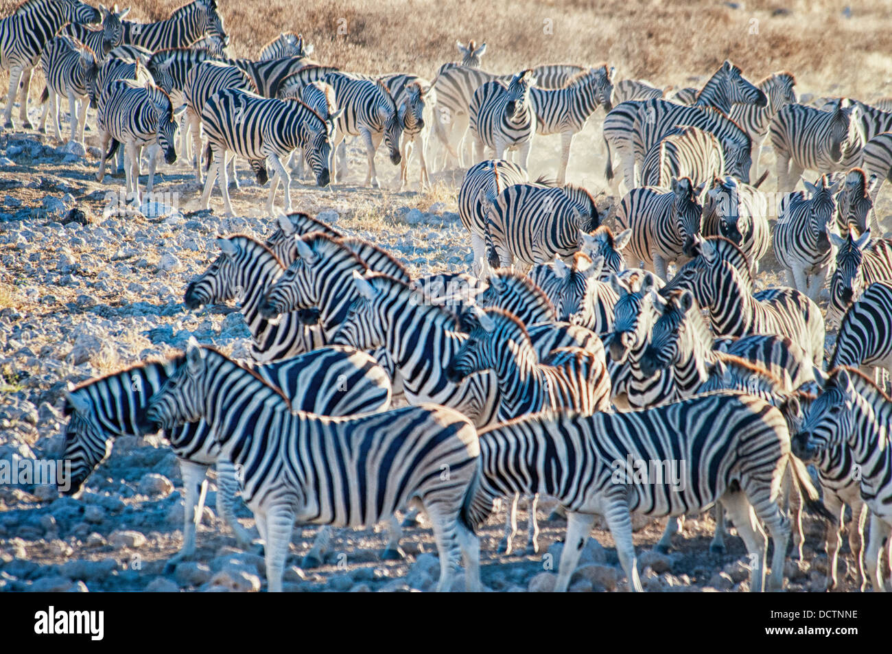 Herde oder Blenden von Burchell's Zebra, Equus burchellii, das zum Okaukuejo Wasserloch, Etosha National Park, Namibia, Afrika Stockfoto