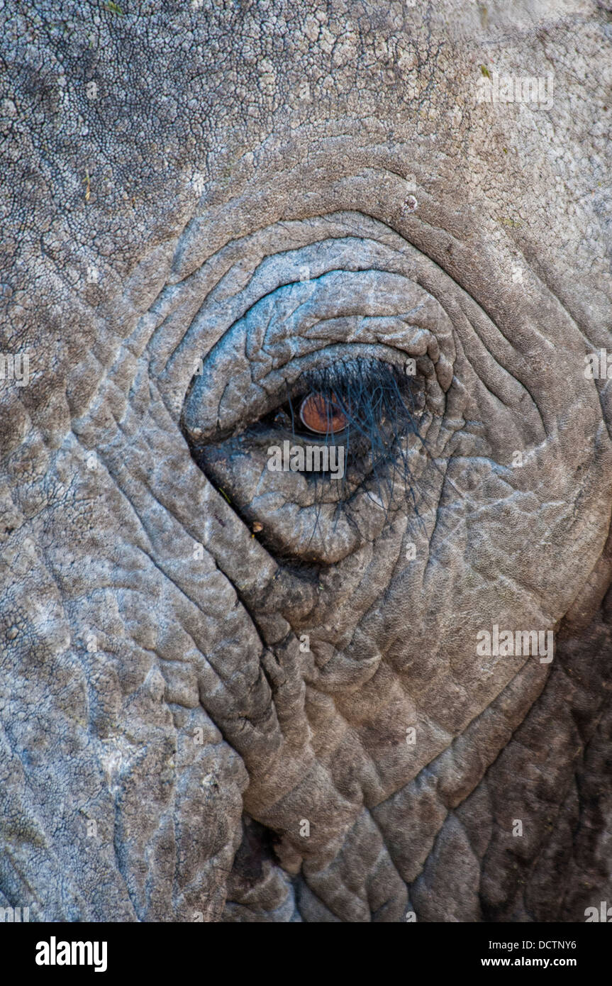 Nahaufnahme des Auges eines afrikanischen Elefanten, Loxodonta Africana, Etosha Nationalpark, Namibia, Afrika, Elephant Eye Stockfoto