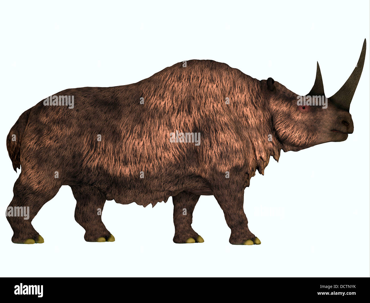 Wollnashorn ist eine ausgestorbene Säugetier, die während des Pleistozän in Europa und Asien gelebt. Stockfoto