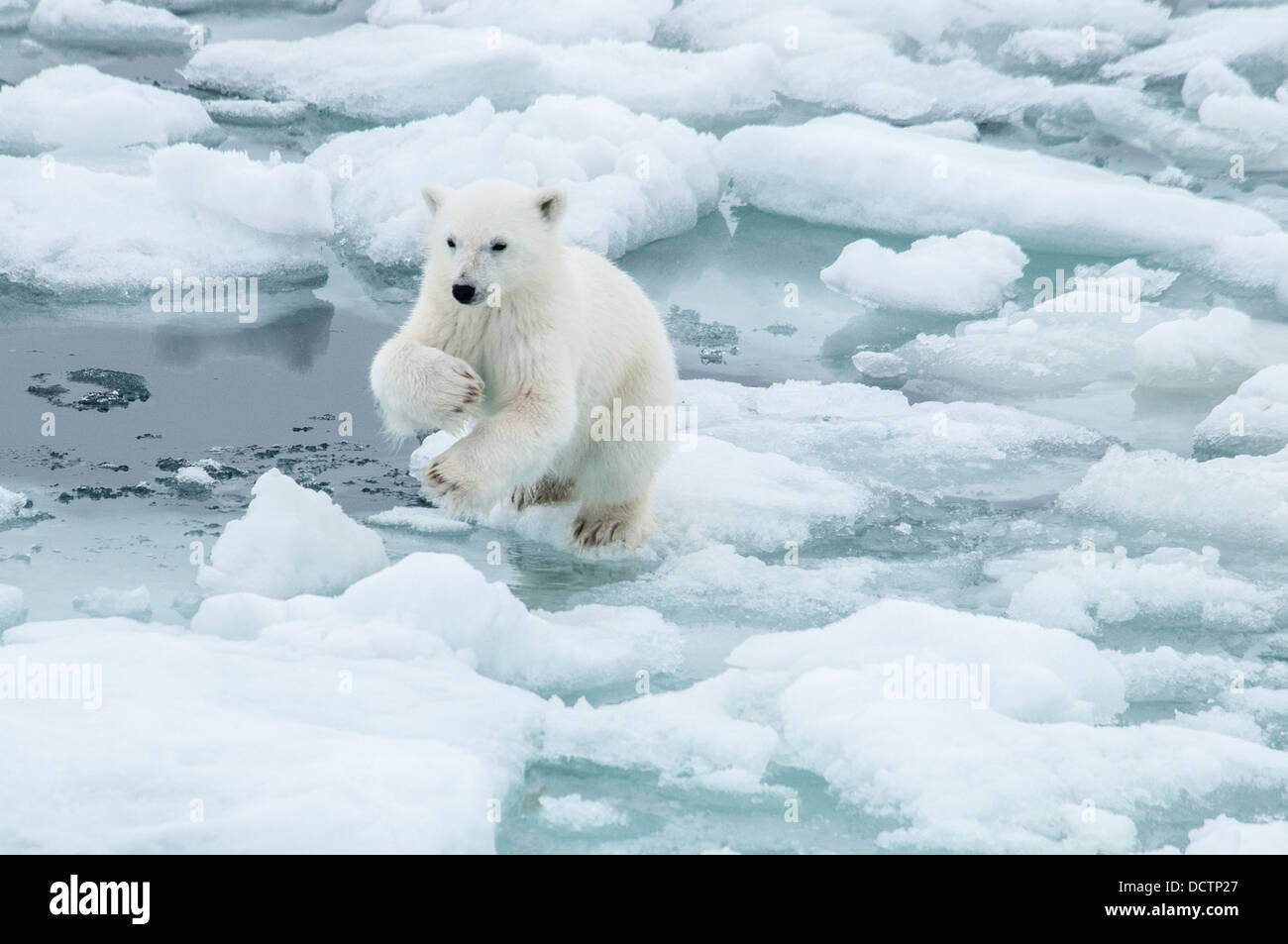 Niedliche Polar Bear Cub, Ursus Maritimus, springen auf einer Eisscholle auf dem Packeis Olgastretet, Spitzbergen, Norwegen Stockfoto