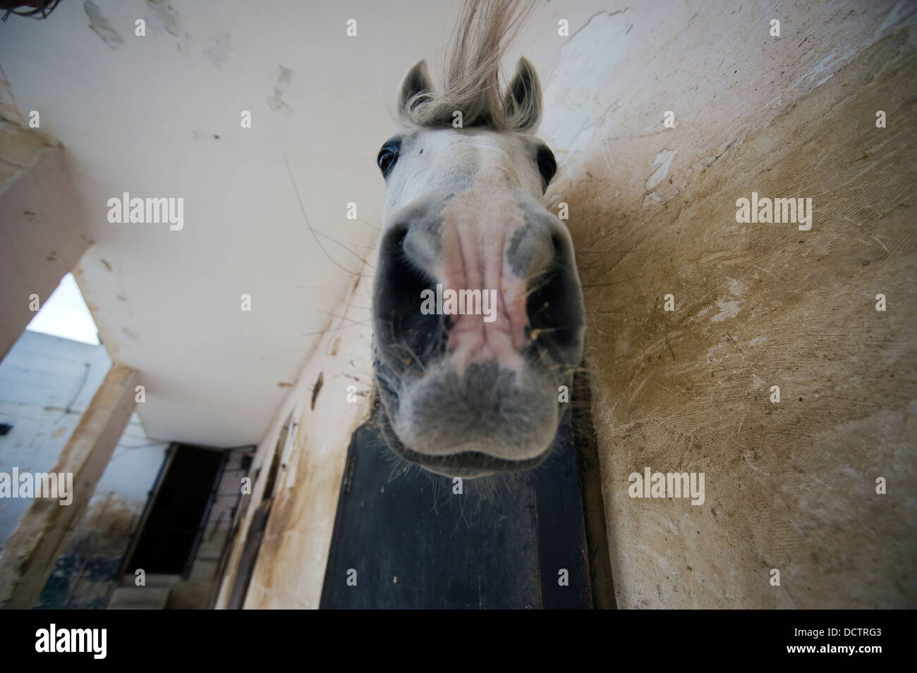 Des Pferdes Schnauze Malta Stockfoto