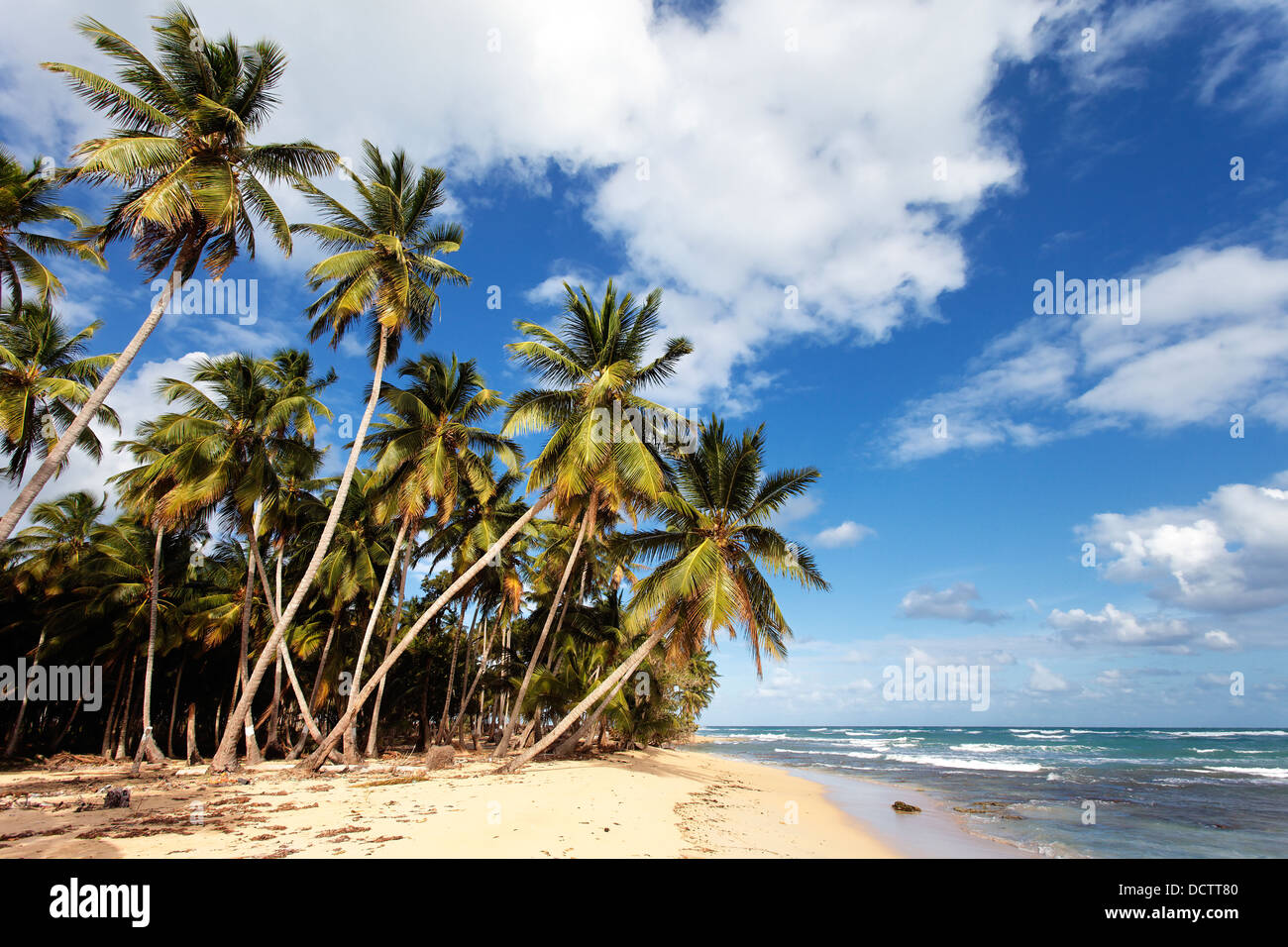 Karibik-Strand mit Palmen Stockfoto