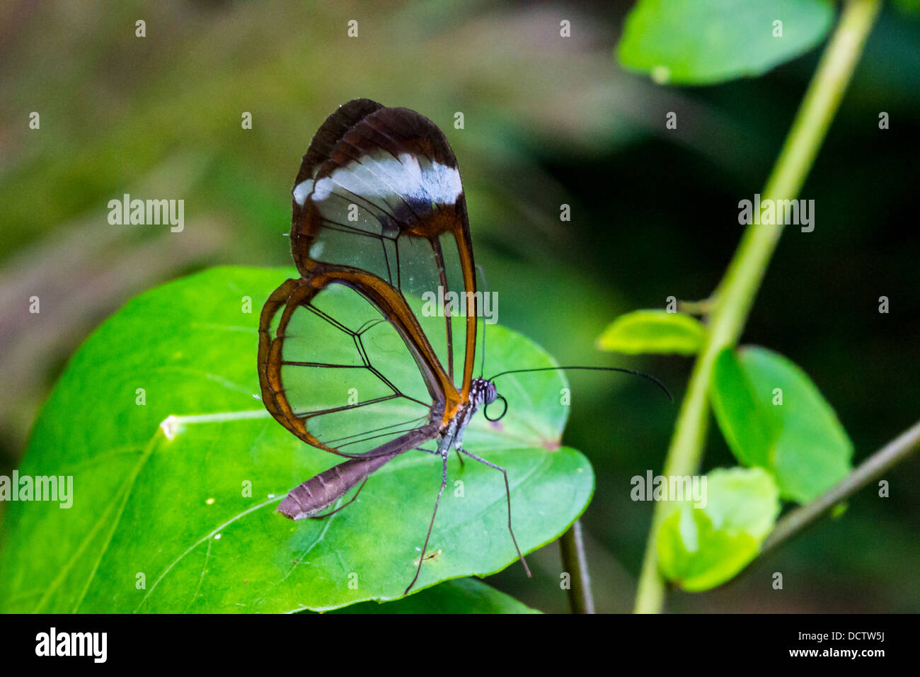 Glasswinged Schmetterling auf einem Blatt Stockfoto