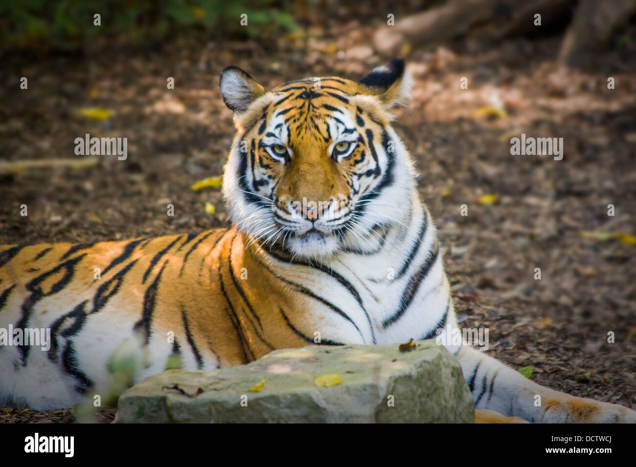 Bengal-Tiger (Panthera Tigris Tigris) im Nashville Zoo, Nashville Tennessee, USA Stockfoto