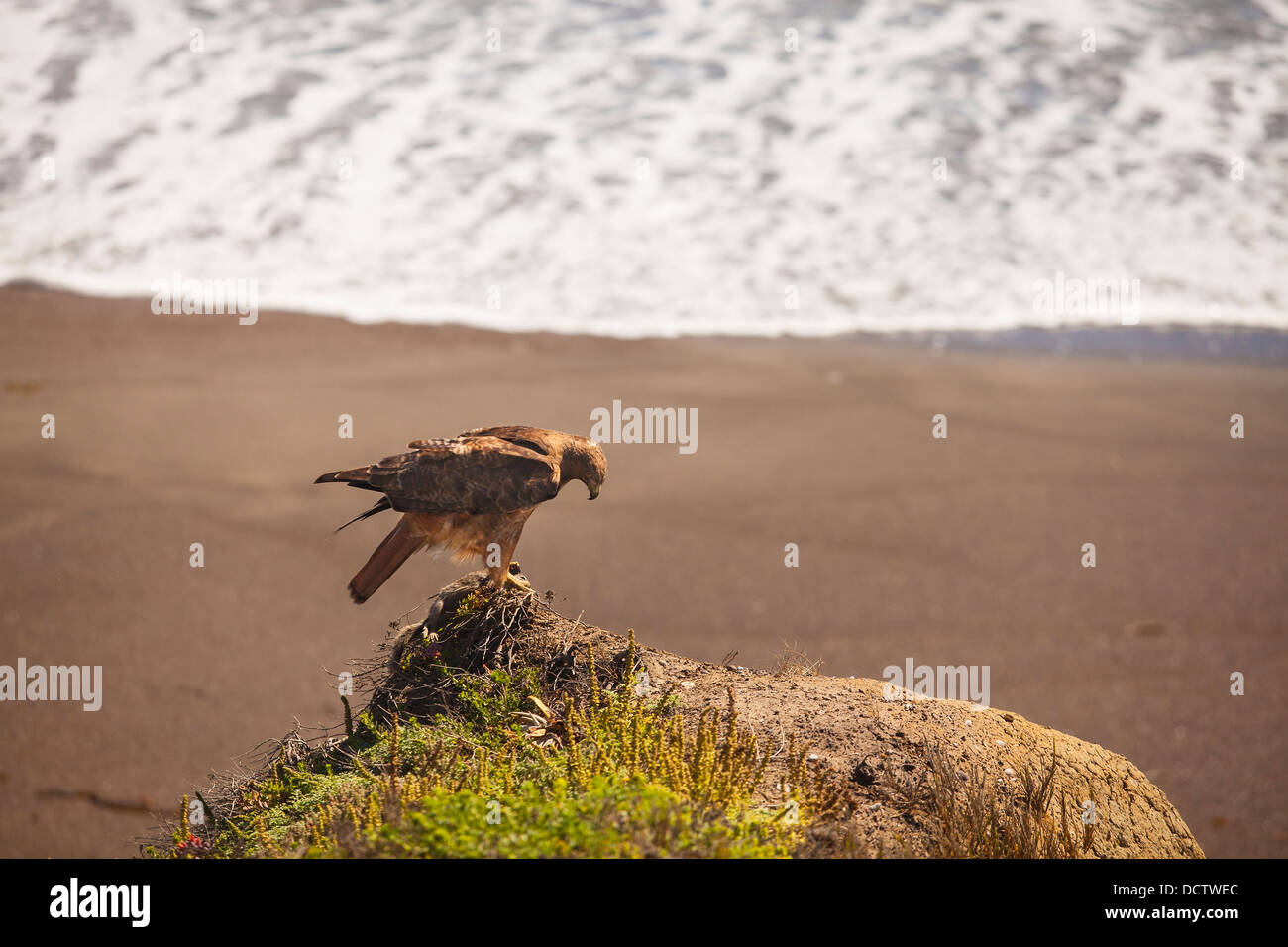 junge rot-Tail Hawk mit Grundeichhörnchen Beute, Moonstone Beach, Cambria, Kalifornien, Vereinigte Staaten von Amerika Stockfoto