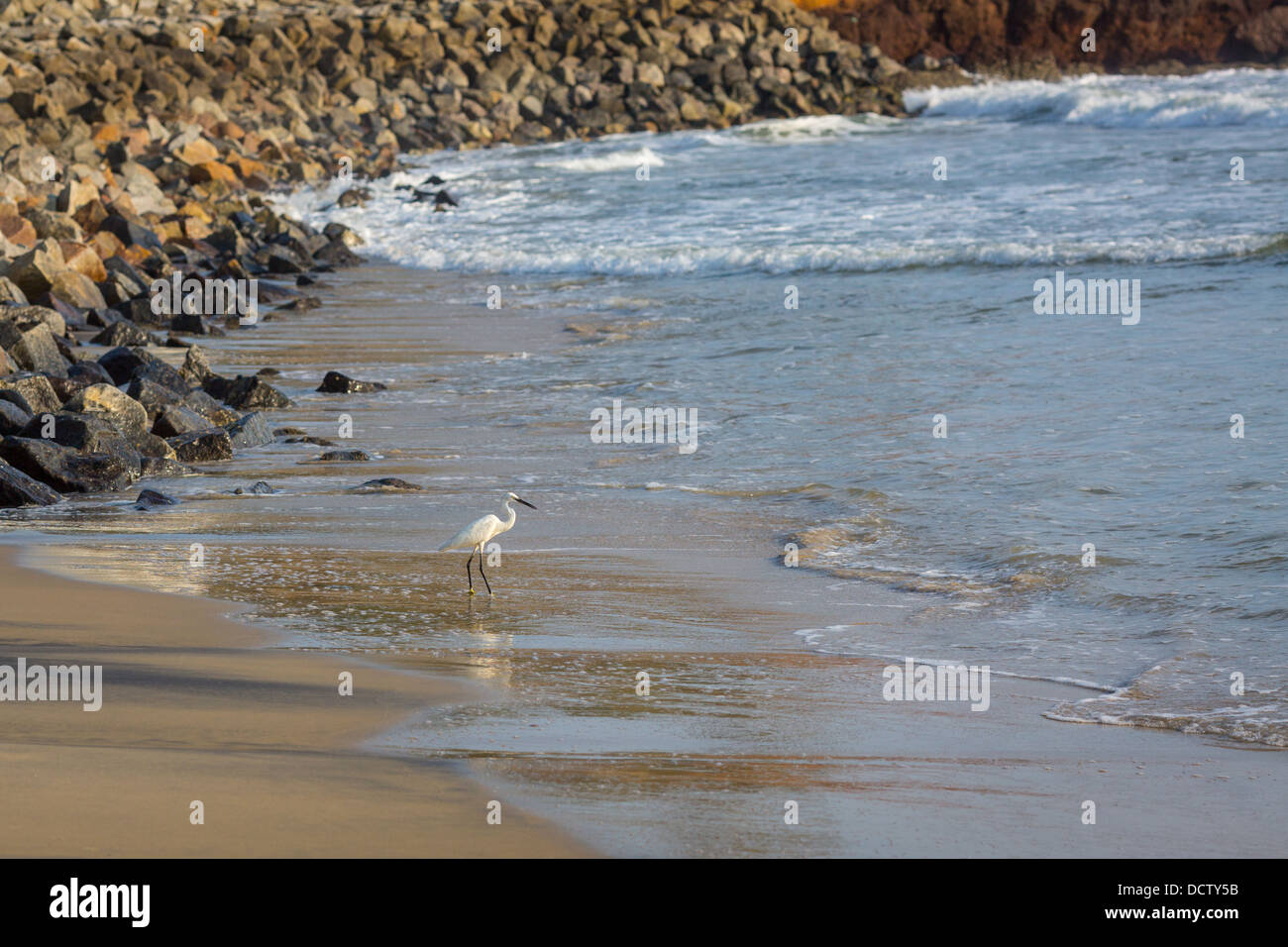 Silberreiher Spaziergänge am Strand bei Sonnenuntergang Indischer Ozean Stockfoto