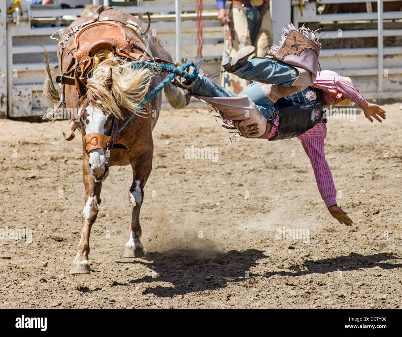 Cowboy auf einem Pferd im Sattel Bronc Wettbewerb, Chaffee County Fair & Rodeo Stockfoto
