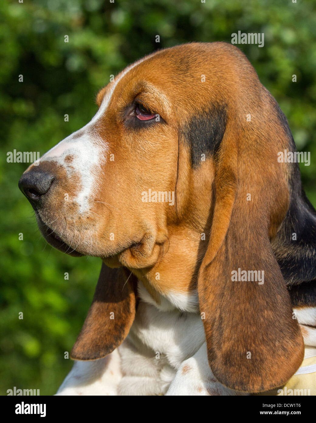 Ein Basset Hound, Seitenansicht des Kopfes in Nahaufnahme Stockfoto