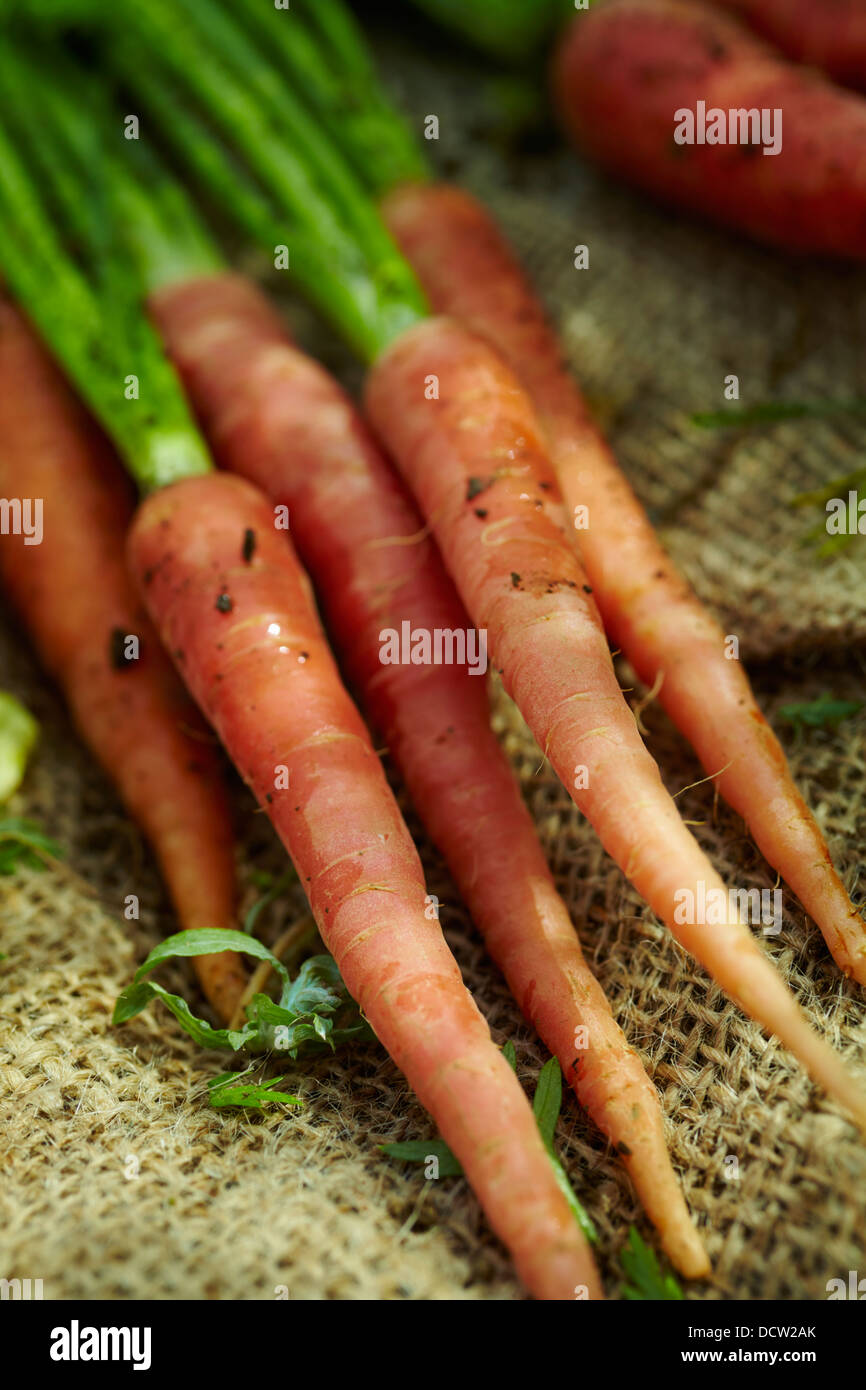 Frisch ernten Sie Karotten, Hardwick, Vermont, New England, USA Stockfoto