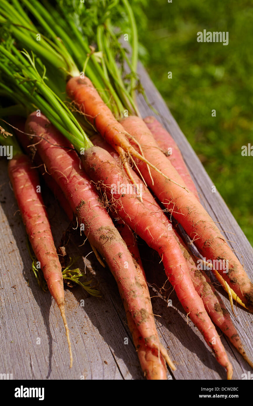 Frisch ernten Sie Karotten, Hardwick, Vermont, New England, USA Stockfoto