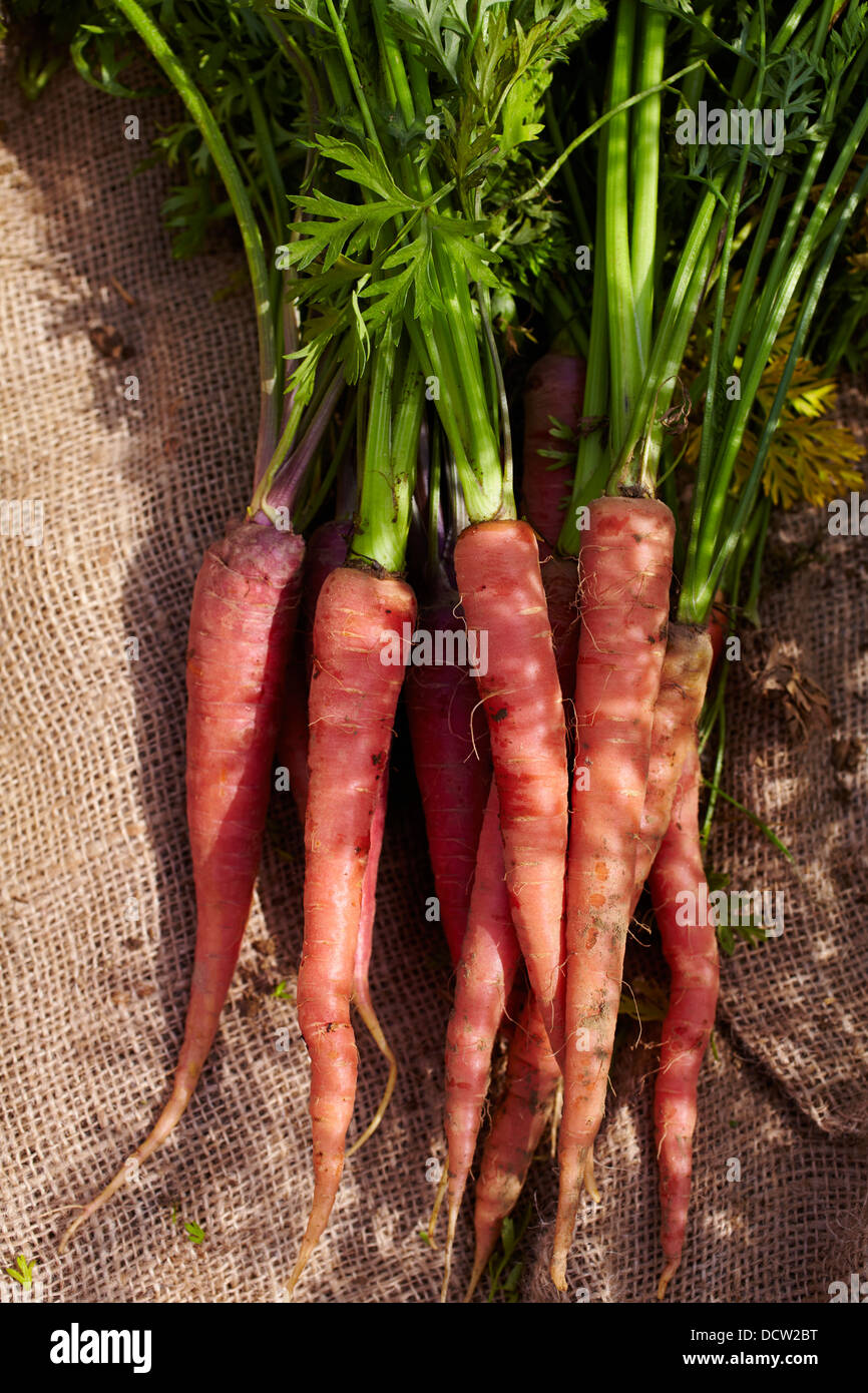 Frisch ernten Sie Karotten, Hardwick, Vermont, New England, USA Stockfoto
