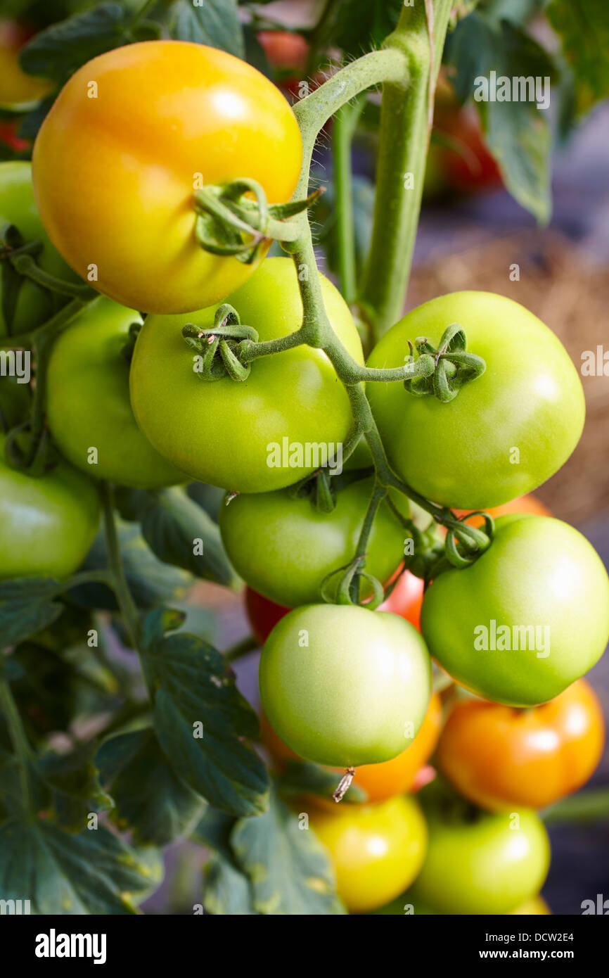 Unreife Tomaten am Rebstock Stockfoto