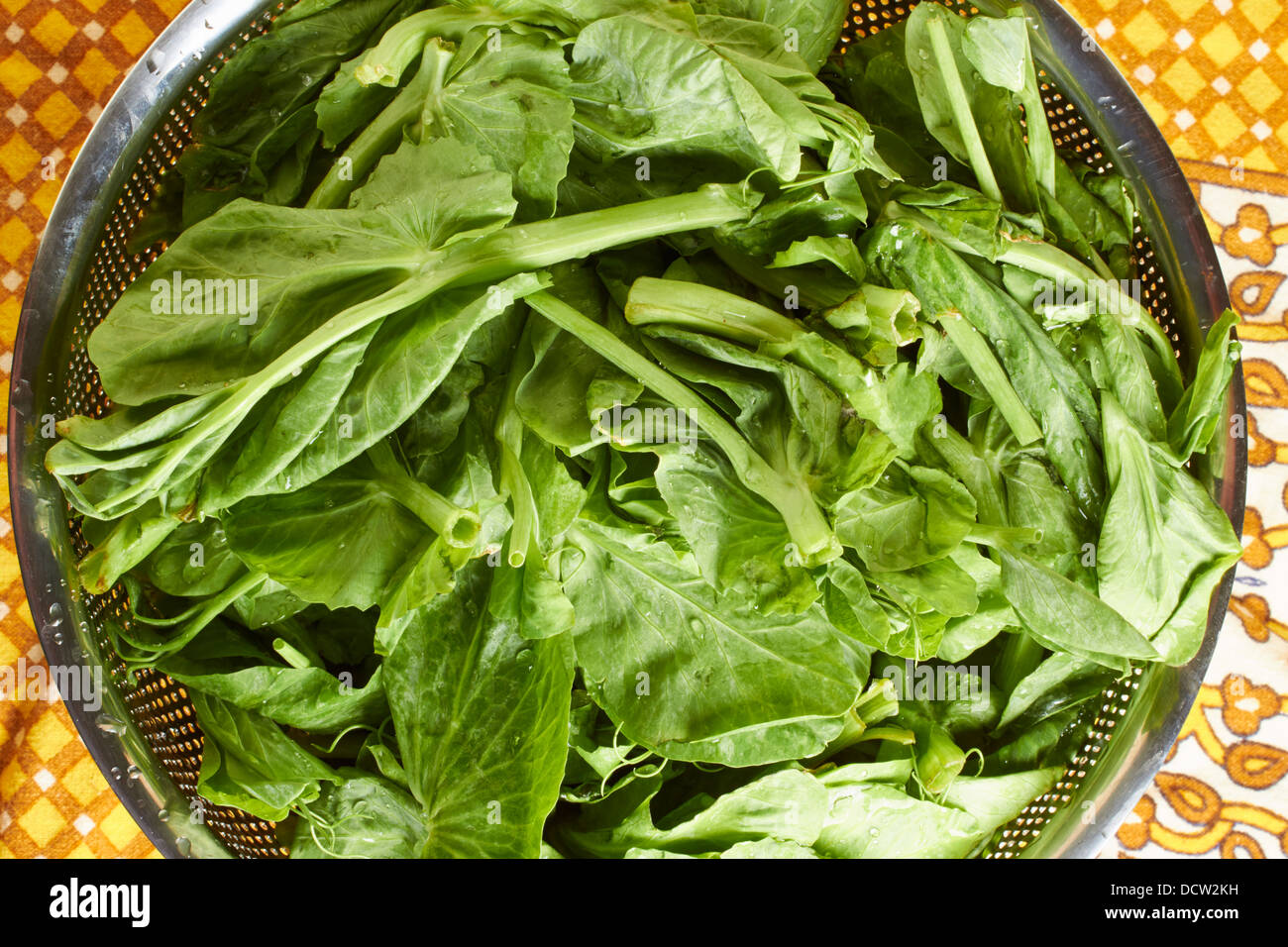 Erbsensprossen, klassische chinesische Gemüse Stockfoto