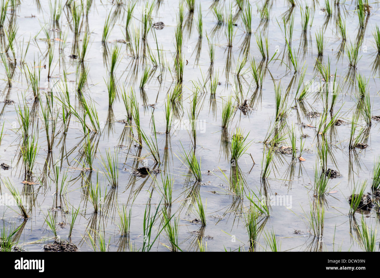 Junge Reis Pflanzen spiegelt sich im Wasser von einem Reisfeld Stockfoto