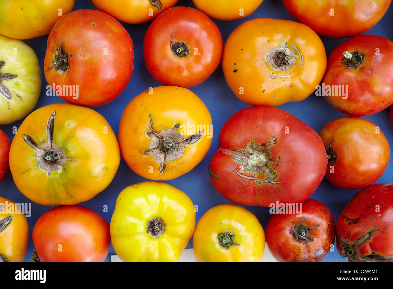 Reife Urtomaten Stockfoto