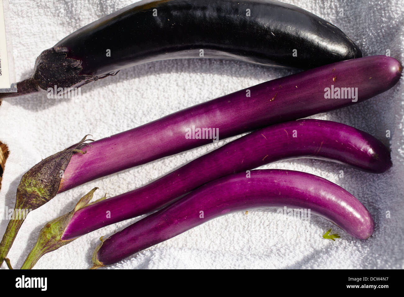 Frische, reife italienische Auberginen (Auberginen) Stockfoto