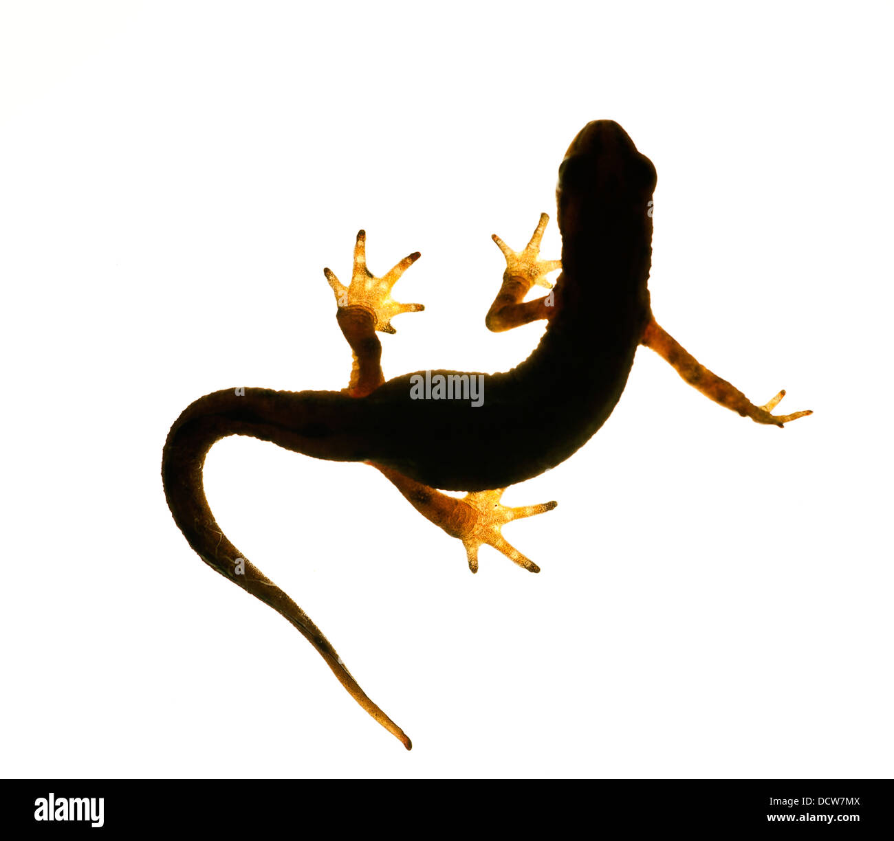 Handförmig Newt. Triturus helveticus Stockfoto